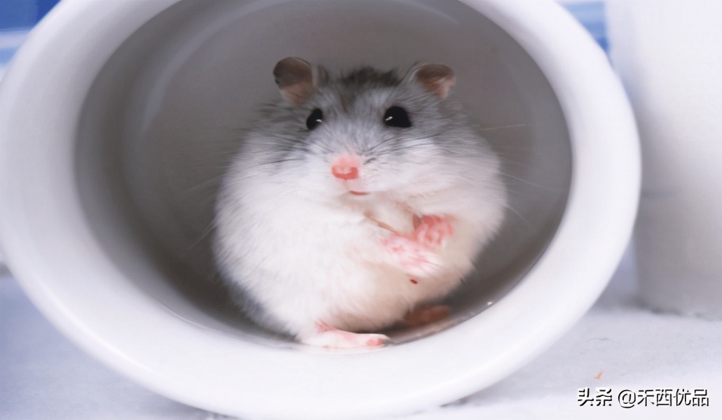 仓鼠生宝宝后怎么照顾,仓鼠的饲养笼不紧怎么办