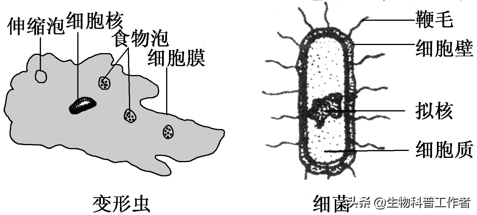 易错点2 原核生物和真核生物的判断