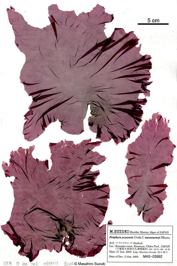 紫菜掉色是否存在质量问题,紫菜遇水变紫是掉色吗