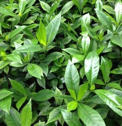 栀子花黄叶的原因及处理方法图片,栀子花几种黄叶现象