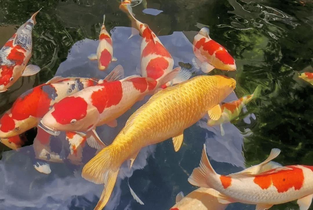 锦鲤鱼池传统过滤和智能过滤结合,锦鲤鱼池冬天到了要不要关过滤