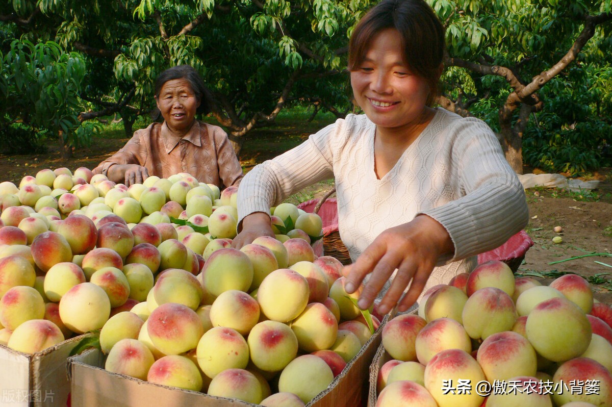 梨小食心虫防治最佳时间,梨小食心虫的为害症状