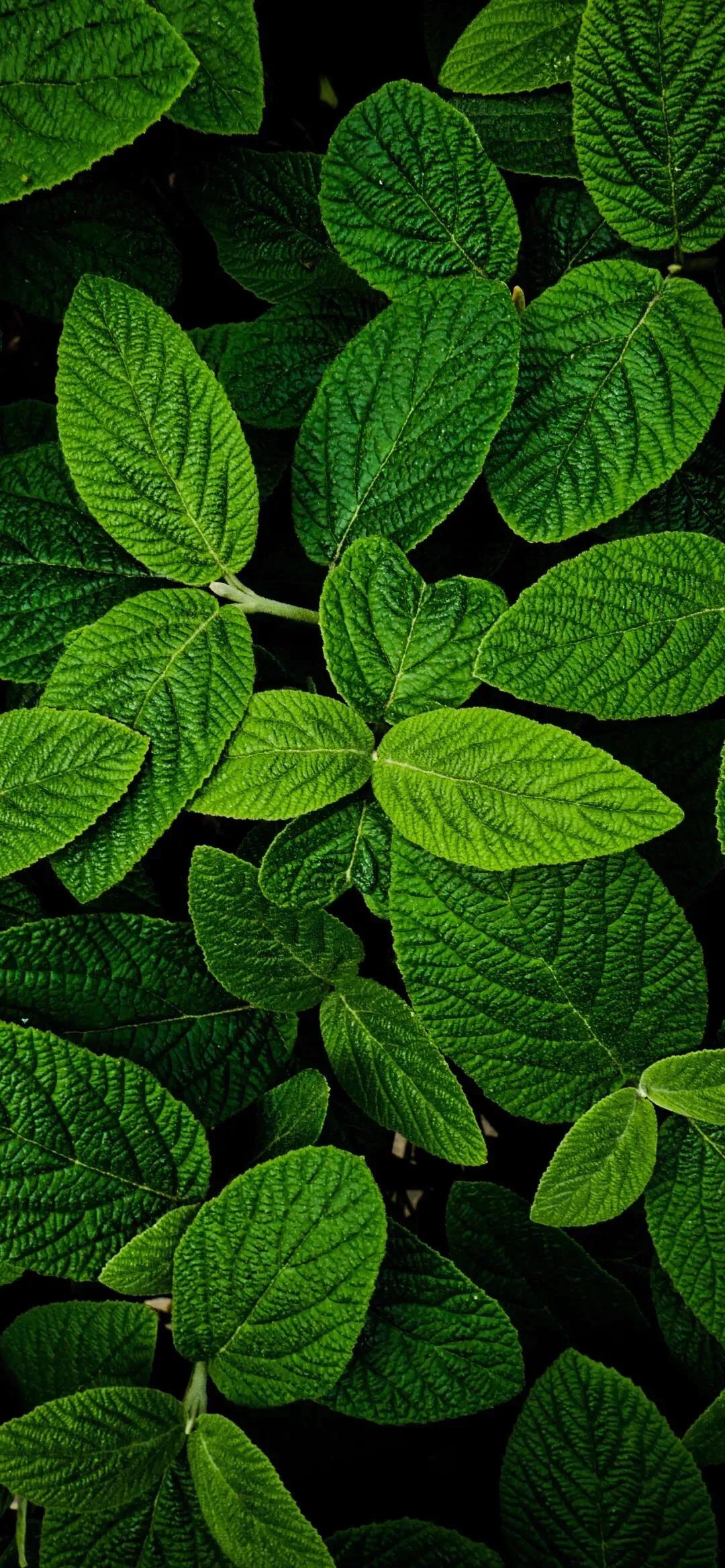 今日新鲜壁纸,4k超清壁纸1080p优选