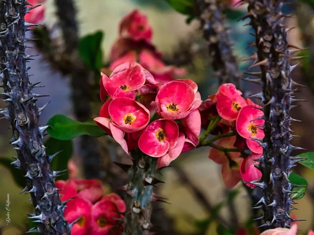 四季开花刺梅,能四季开花的花