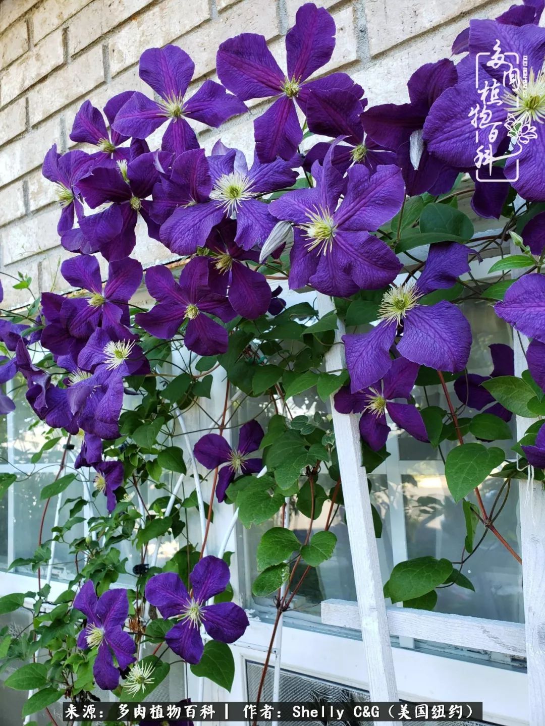 美国纽约有多少华裔人,美国纽约有多少个华人