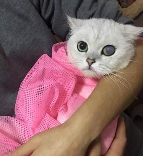 猫咪流眼泪的原因和解决方法,猫咪总是流眼泪的原因及解决方法