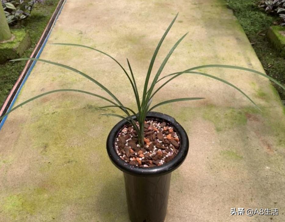 兰花蕙兰绝品传奇,每日一品茶叶