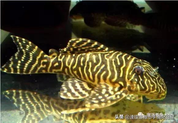 宠物鱼推荐小型的鱼,哪种宠物鱼最可爱