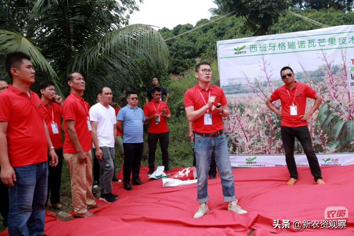 海南反季节芒果催花为何会催出芽,芒果催花后冒浆是花还是芽