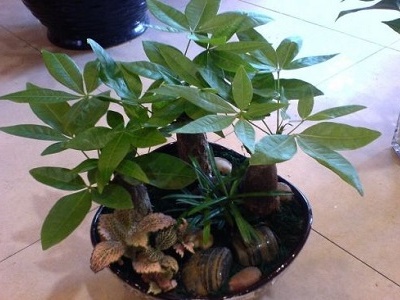 发财树根如何长高,发财树苗顶端断了还能长高吗