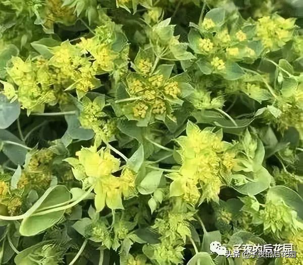 花店常用的配花配草有哪些方法,常见配花配草