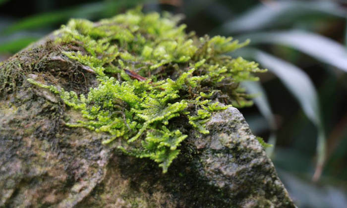 在野外迷路了可以用大树辨别方向,野外迷路怎么辨别方向