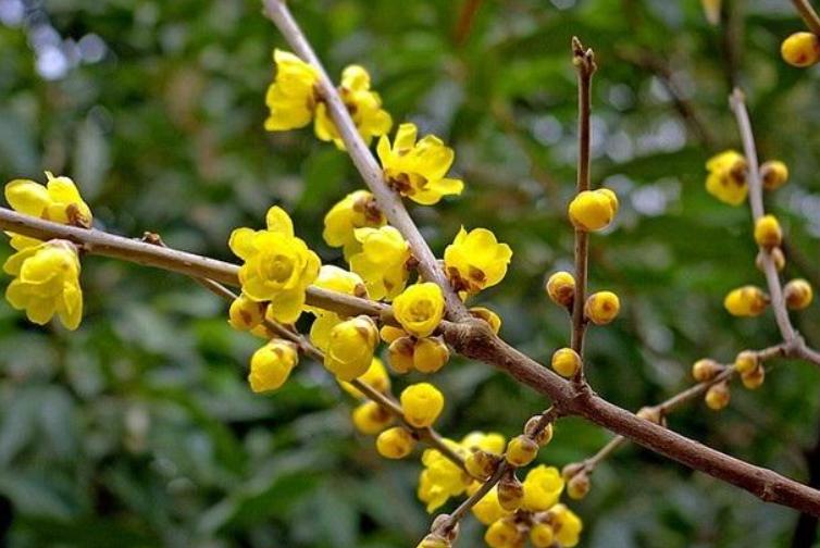 7种花很耐冻冬天也能开花,能消暑的5种花家里养一盆凉飕飕