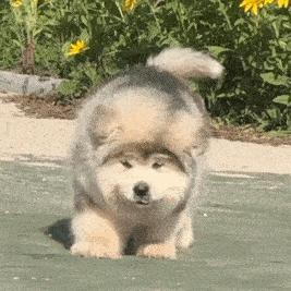 给阿拉斯加养个什么同伴比较好,给你100个养狗理由