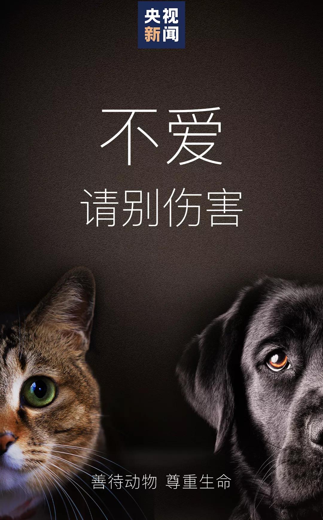 连踹四脚男子街头踢死小猫,男子虐待猫咪被学生暴打