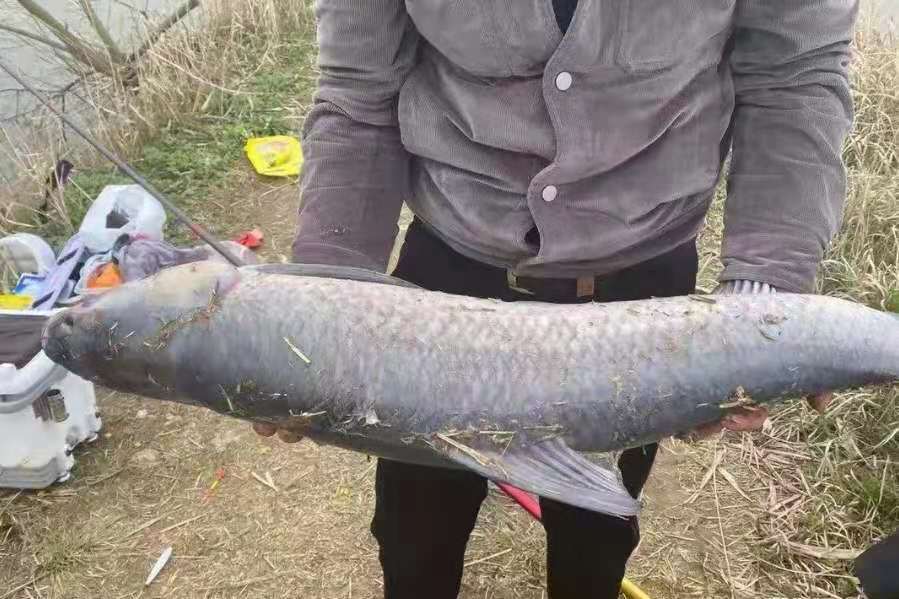 这才是大鱼的正确钓法,介绍一下钓大青鱼