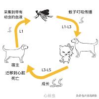 定期做驱虫就没必要担心,定时驱虫为什么还有跳蚤