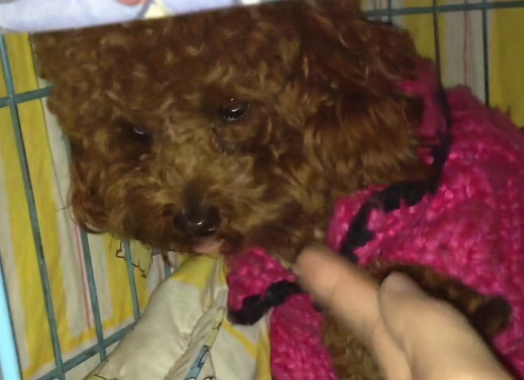 为什么泰迪嘴上有白毛呢,泰迪犬长白毛怎么办