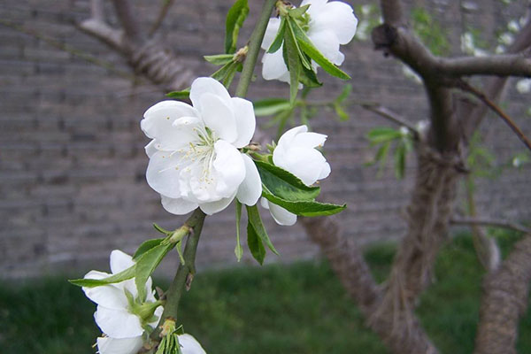 开到荼蘼花事了麝月,开到荼靡花事已尽