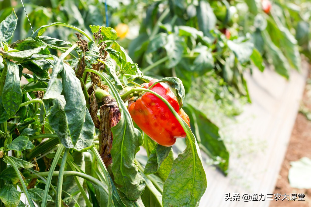 辣椒青枯病怎么得的,辣椒青枯病炭疽病用什么药