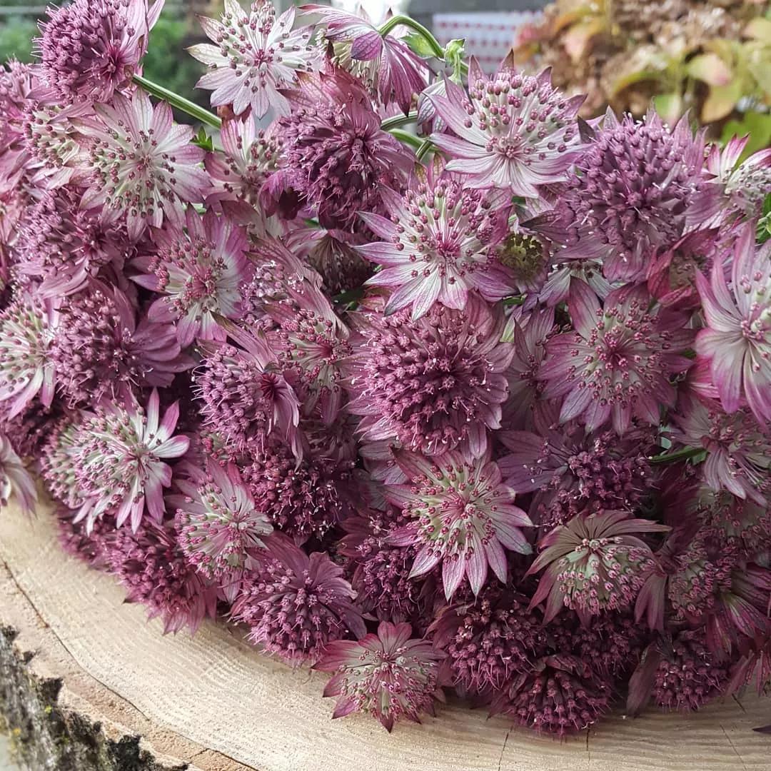 可以在室内燃放的烟花爆竹,植物烟花可以放室内吗