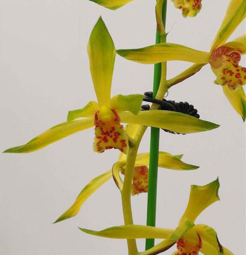 烂了根的兰花怎样重新开始生根,兰花干枯的芽要剪掉吗