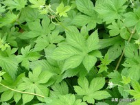 什么草泡脚防止小孩拉肚子,儿童腹泻怎么止泻的小妙招