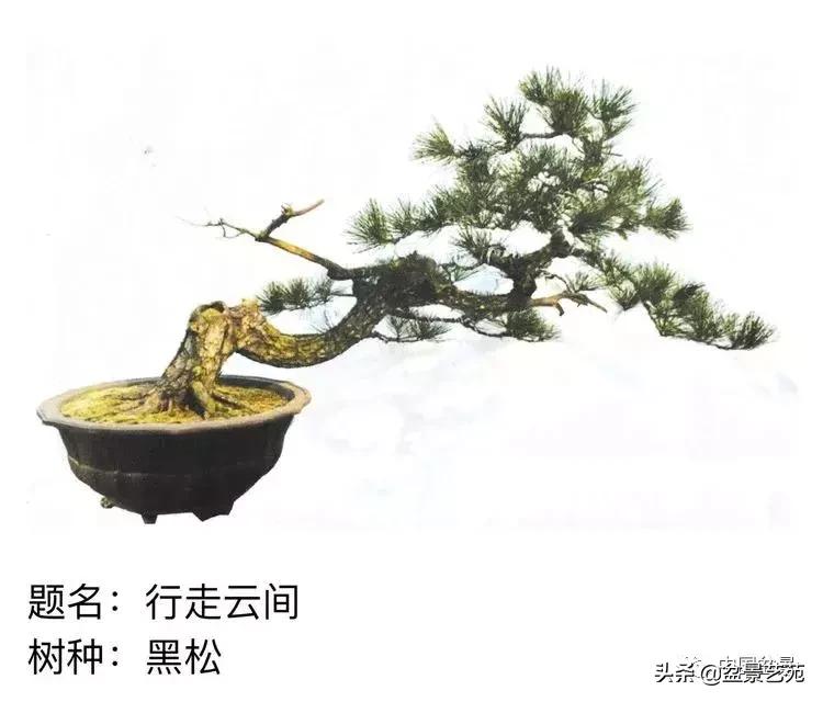 山东盆景艺术大师王桂华,金艳盆景精品欣赏