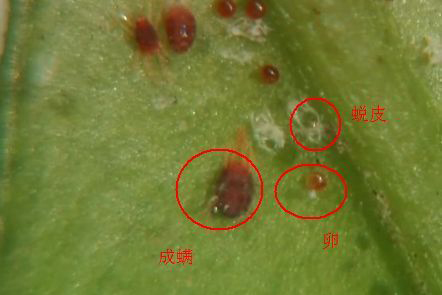 春雷王铜防治霜霉病效果,春雷铜王主治哪些病害