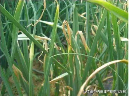 刚栽韭菜干尖是怎么回事,露地韭菜干尖怎么办