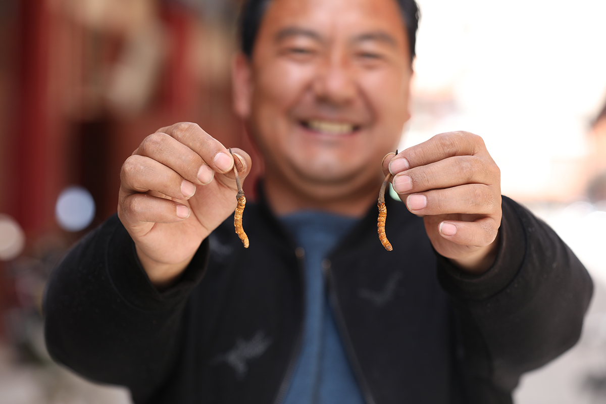 冬虫夏草产地之青海果洛州,湖南恒昌医药集团中药材