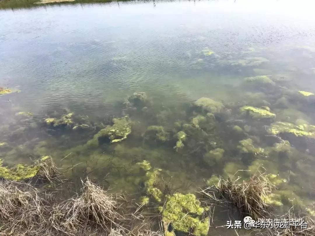 露天鱼池长青苔处理方法,阳台鱼缸长青苔如何处理