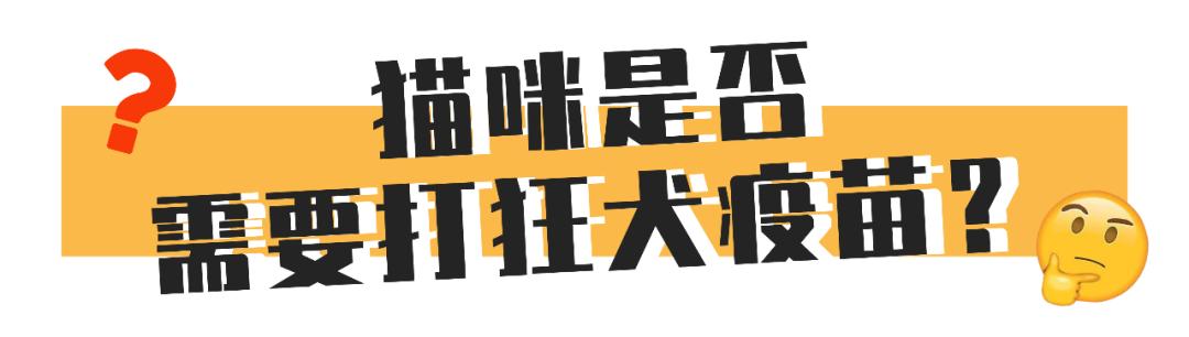 小猫打针后死了,小猫打了狂犬疫苗还会得病吗