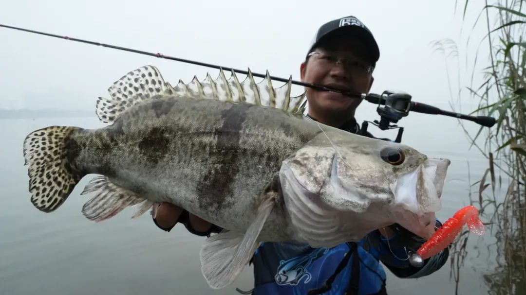 桥桩路亚鳜鱼后多久有鱼,铅头软饵钓鳜鱼手法