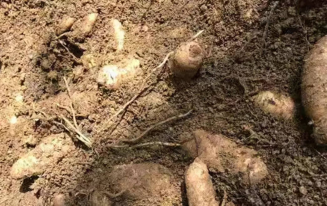 若你向往世外桃源,这个双旦来黔东南绝不后悔