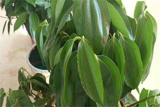 平安树叶的养护方法,平安树的养护方法和注意事项