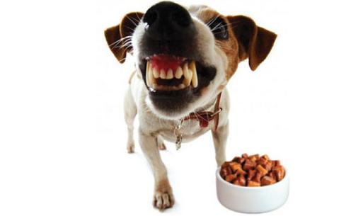 狗狗经常吃完饭吐出来,狗狗经常吃了饭喝了水吐