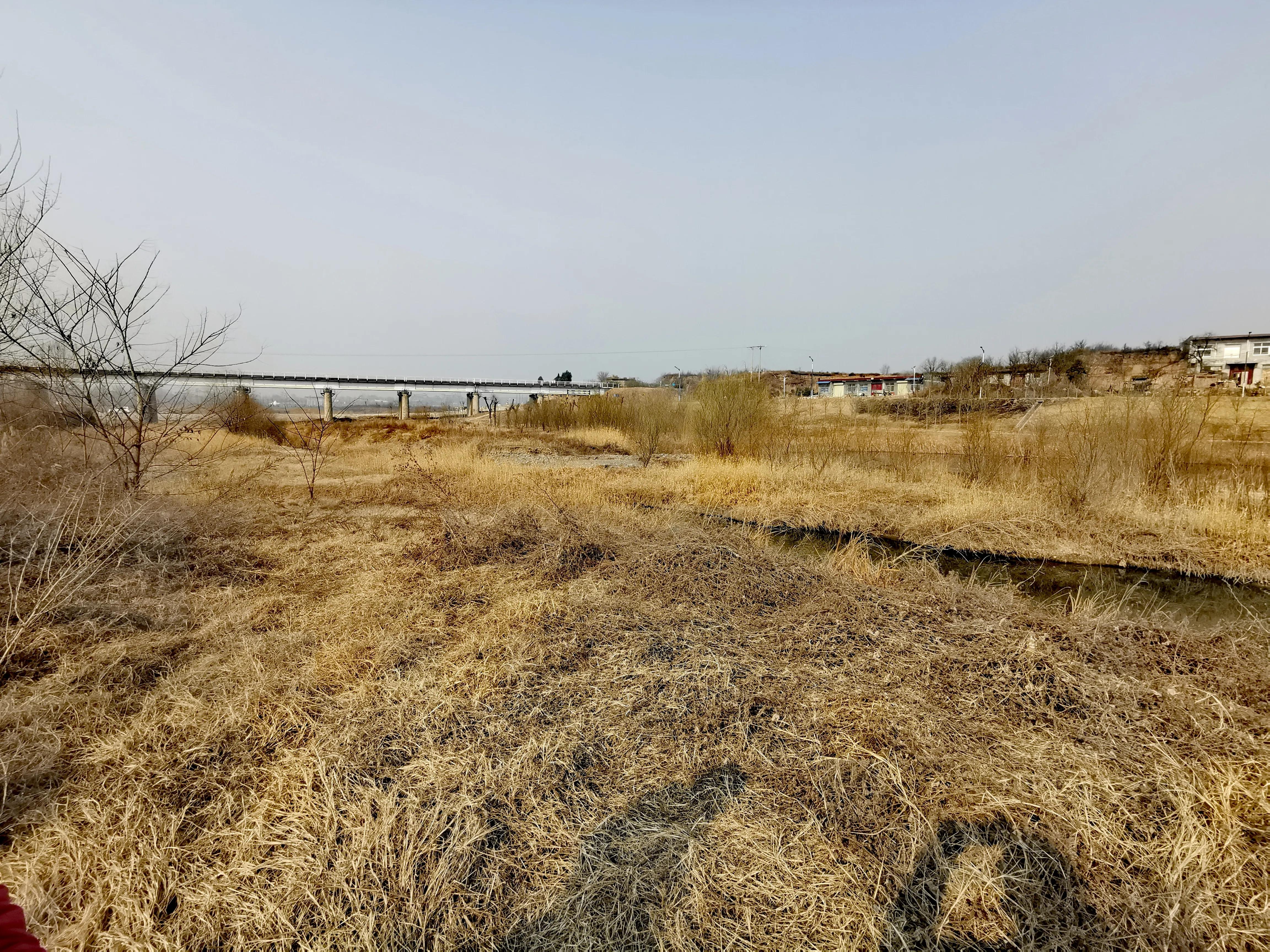 大年初一逛栎阳湖湿地公园，柳色遥看近吐绿，春归石川河！