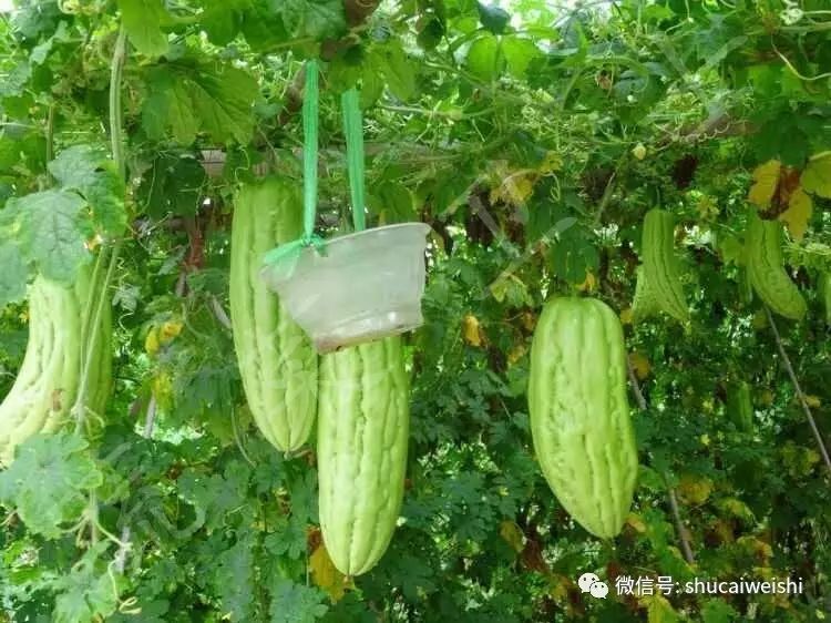 瓜实蝇防治视频,如何有效防治瓜实蝇