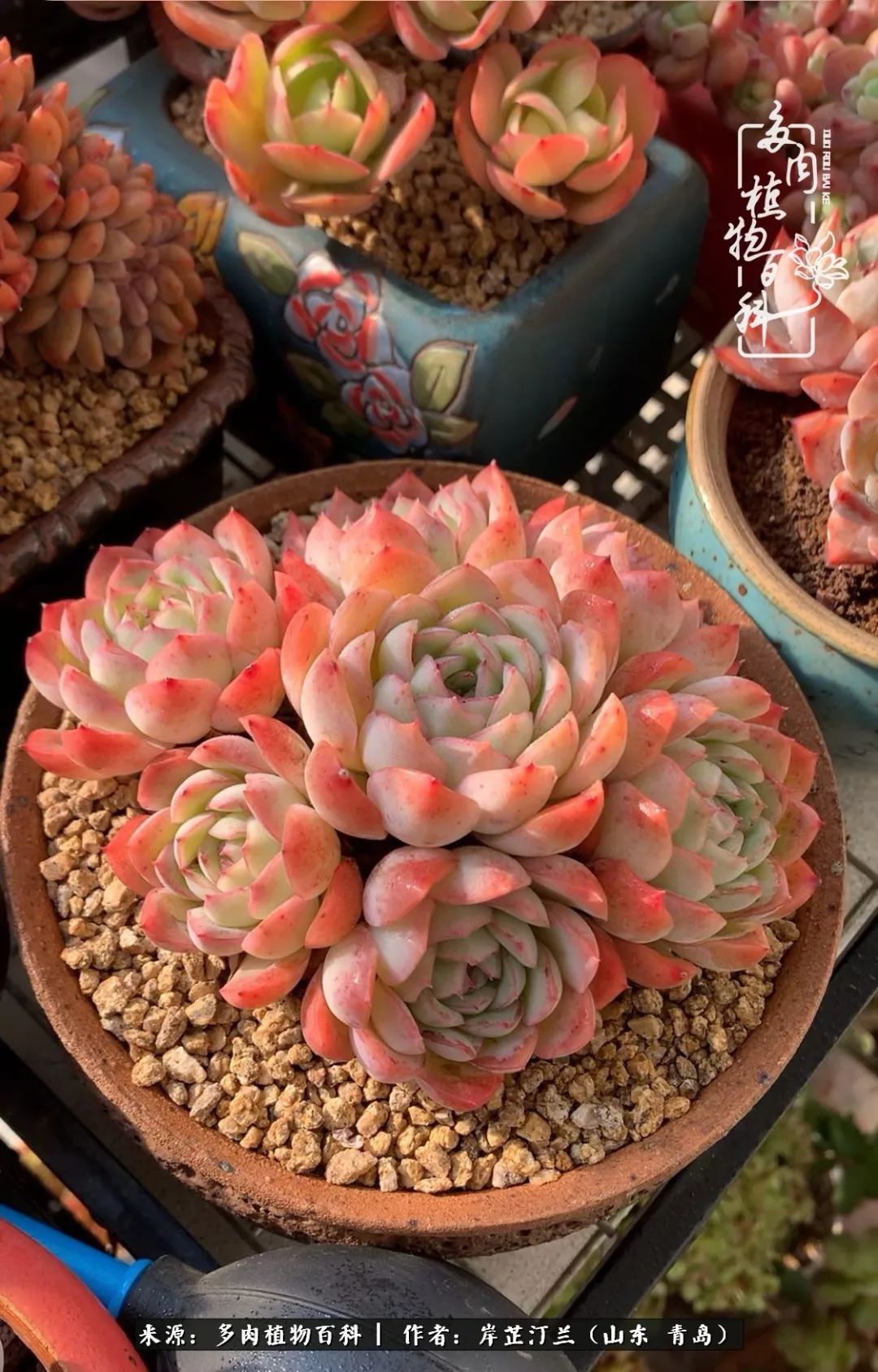 寒冷的冬季唯有多肉,冬日里的多肉宛如雪莲花