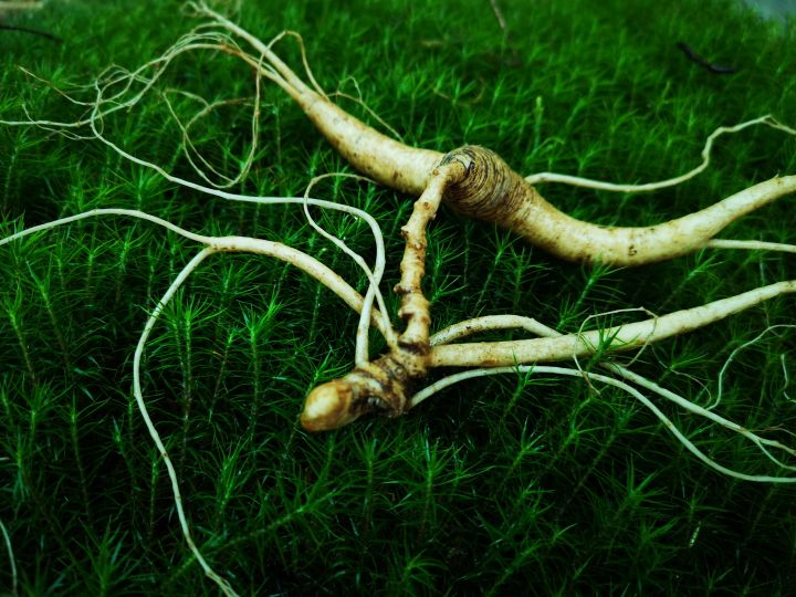 同仁堂的人参质量怎么样，国内哪个牌子的人参信得过？