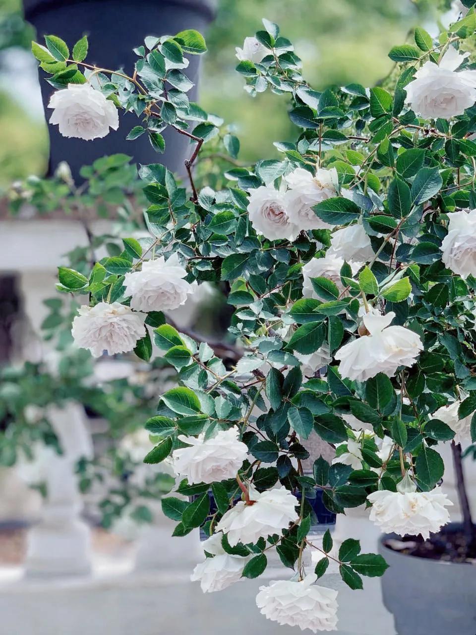 月季路西法和加百列哪个好,月季栽培心得