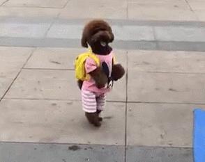 泰迪怎么养新手养泰迪犬基本知识,泰迪比熊博美哪个适合新手养