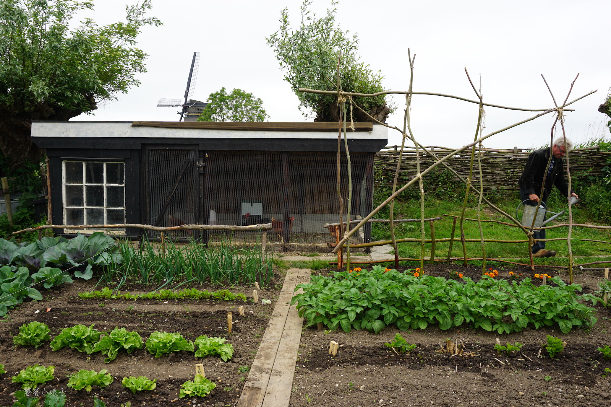 荷兰风车为什么这么多,荷兰为什么被称为风车国