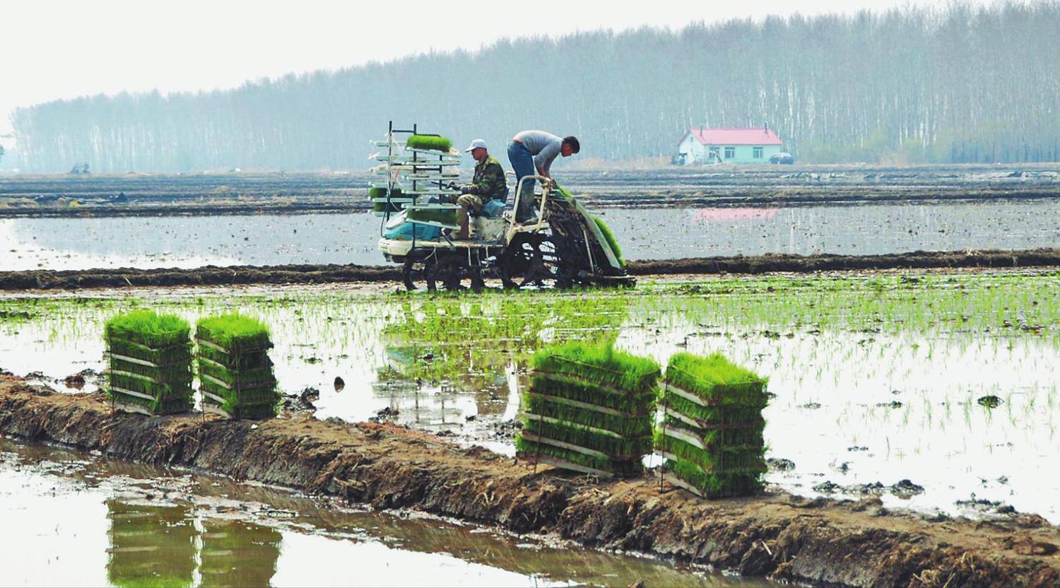 鲨鱼为什么不可以吃鱼翅,日本人为什么只吃鱼翅不吃鲨鱼