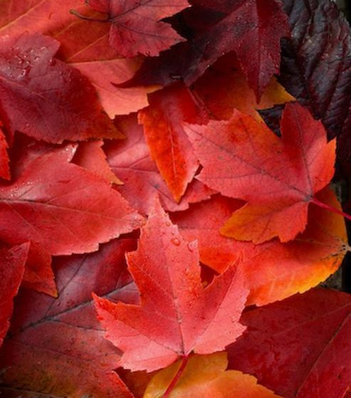 秋冬口红沉浸试色,秋冬减龄口红intoyou