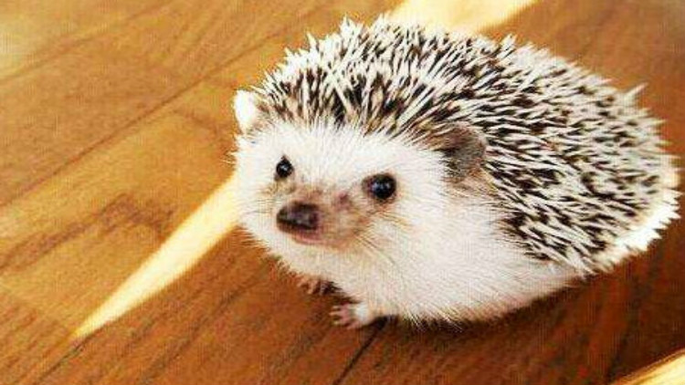 刺猬宝宝的养殖方法,养刺猬宝宝的第一天