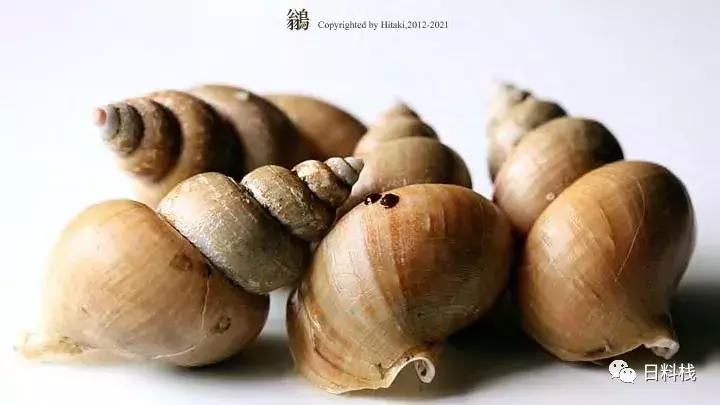 峨螺是什么,厚重峨螺