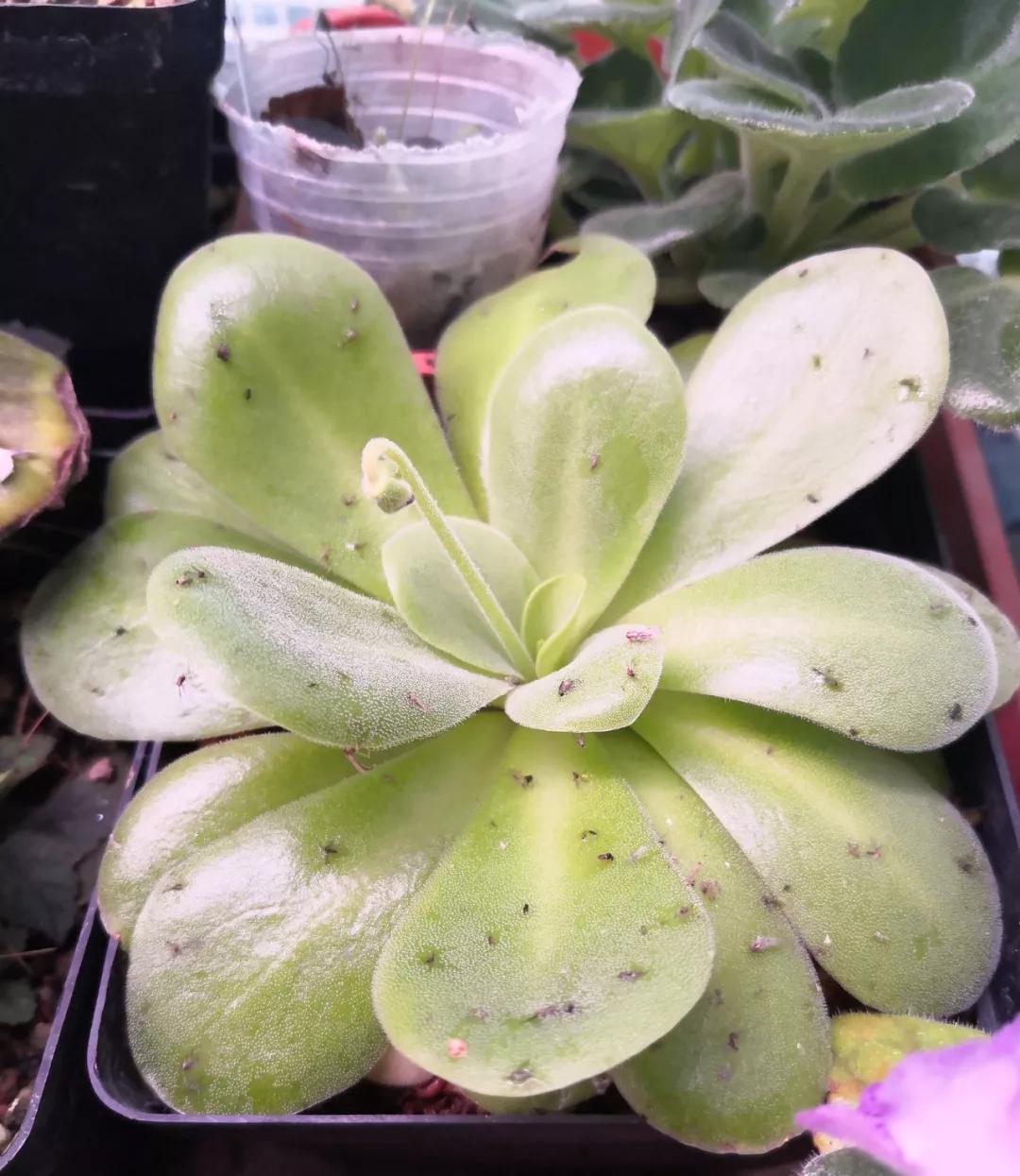 养哪一种吃虫子的花最合适,这4种花真省心养在家里不招虫