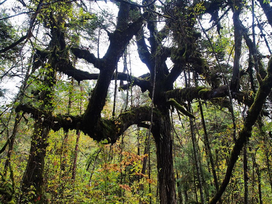 又美又神秘的风景,海螺沟的景色太美啦